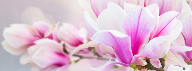 Gardinen Blossoming pink magnolia Flowers © neirfy