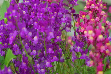 Obraz premium flowers that bloom in spring