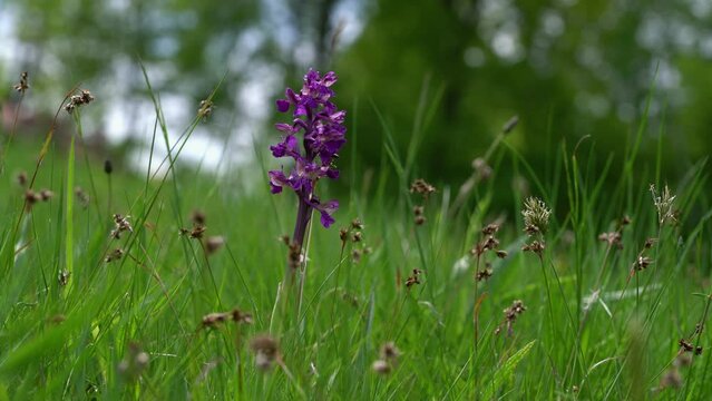 Green-winged Orchid in natural ambient (Anacamptis morio) - (4K)