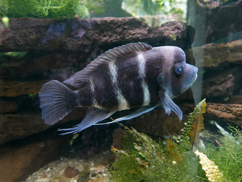 Close up of a dark aquarium fish with white stripes. He has a sort of bump on his head. It's a Cyphotilapia frontosa or front cichlid This is an east African fish found in Lake Tanganyika.