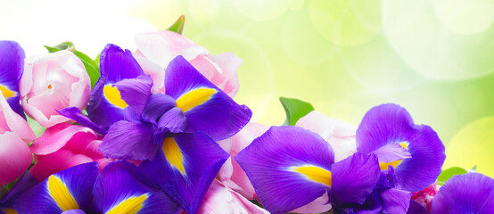Blue irises and pik tulips - obrazy, fototapety, plakaty