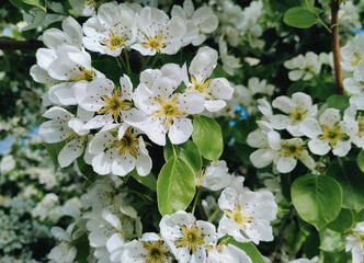 Fresh white pear blossom. Spring flowers of fruit tree. Branches and green leaves close-up.