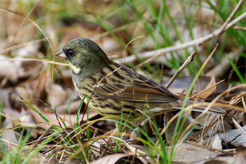 black-faced bunting (Emberiza spodocephala) on ground