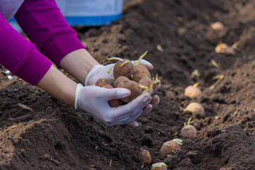 Manual planting of potato tubers in the ground. Early spring preparation for the garden season.