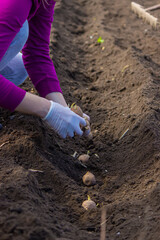 Manual planting of potato tubers in the ground. Early spring preparation for the garden season.