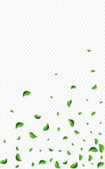Olive Leaves Blur Vector Transparent Background.