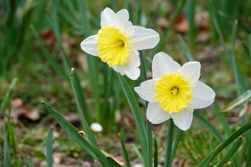 Photo of white and yellow large cup flowers narcissus, cultivar Ice Follies. Background Daffodil narcissus with green leaves. High quality photo