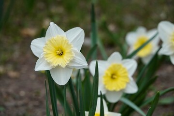 Photo of white and yellow large cup flowers narcissus, cultivar Ice Follies. Background Daffodil narcissus with green leaves. High quality photo - obrazy, fototapety, plakaty