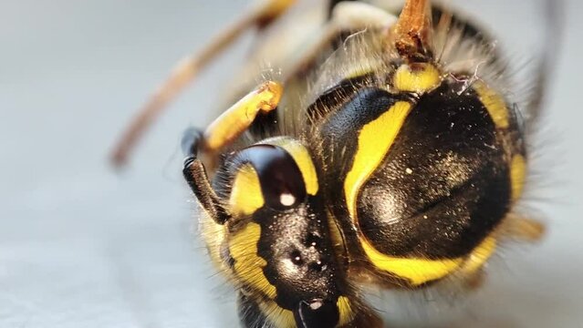 A dying wasp. Macro dead wasp. Fogation. Extermination of insects. Pest control.