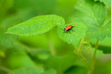 Red bug on a green leaf