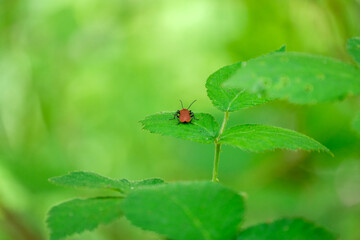 Red bug on a green leaf