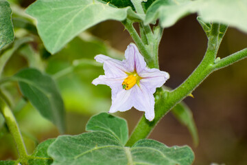 Brinjal, eggplant, aubergine flowers which are purple in colour.