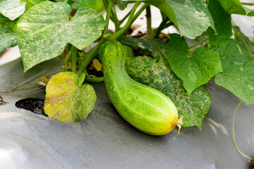Green cucumber on garden, cucumber ripen on the garden.