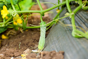 Green cucumber on garden, cucumber ripen on the garden.