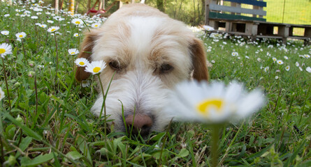 cagnolino in primo piano © Diego