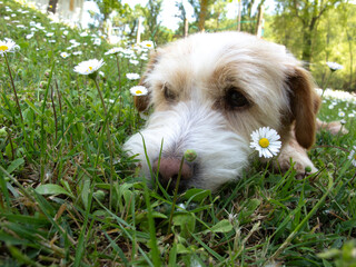 cagnolino in primo piano © Diego