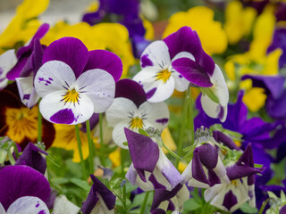 fiori colorati