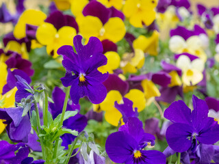 fiori colorati