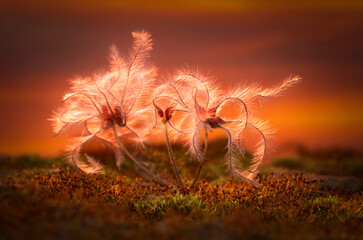 Sunset Macro Nature Scene of Moss and Plant
