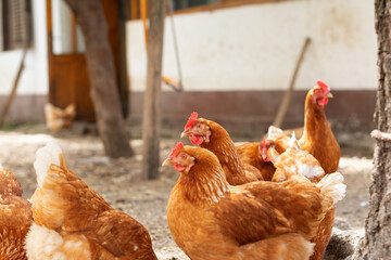 A flock of Cinnamon Queen hens. A beautiful reddish-brown egg-laying chicken breed. Selective focus.