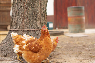 A hen standing in front of an old tree is looking straight into the camera. 