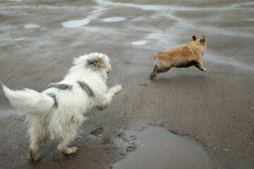 Dogs play together. Large and small breeds of dogs. Animals run after each other.