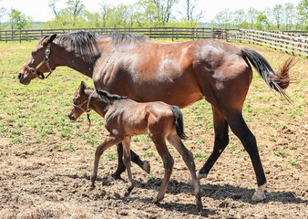 Obraz premium A Thoroughbred mare with her ears pinned walking with her week-old foal in a pasture.