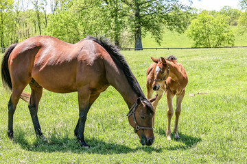 A Thoroughbred mare with her month-old filly grazing in a pasture and the foal is looking at  her mother.