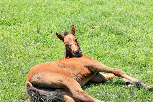 A Thoroughbred filly lying down on the grass for a nap lifts her head to look at the photographer.