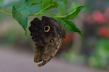 kolorowy motyl w motylarni 4 © Yarek