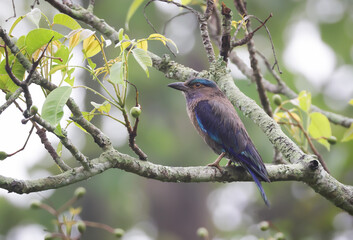 The Indian roller is a bird of the family Coraciidae.