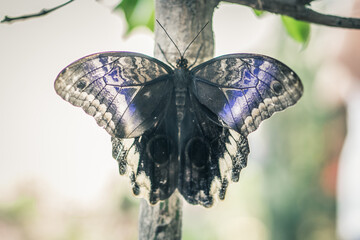 kolorowy motyl w motylarni 2