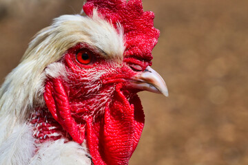 portrait of a rooster