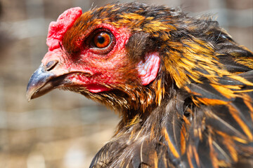 portrait of a chicken