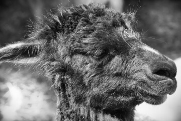 alpaca