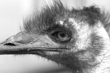 close up of a ostrich