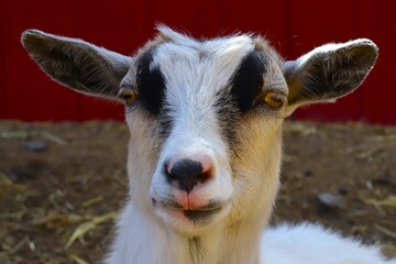portrait of a goat
