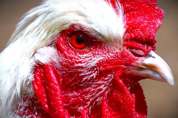 close up of a rooster