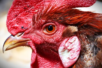 close up of a rooster