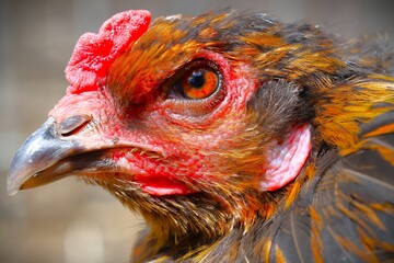 portrait of a chicken