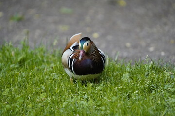 Mandarin duck (Aix galericulata) Anatidae family, is a perching duck species native to the East...