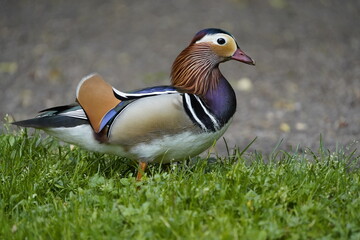 Mandarin duck (Aix galericulata) Anatidae family, is a perching duck species native to the East Palearctic. Location: Hanover – Herrenhausen, Germany.