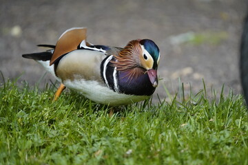 Mandarin duck (Aix galericulata) Anatidae family, is a perching duck species native to the East Palearctic. Location: Hanover – Herrenhausen, Germany.