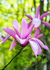 Fototapeta premium Pink magnolias in the spring garden 