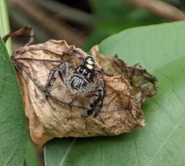 Spider on a leaf