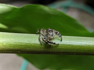 Spider on a leaf