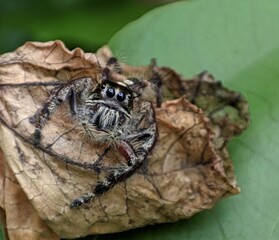 Spider on a leaf