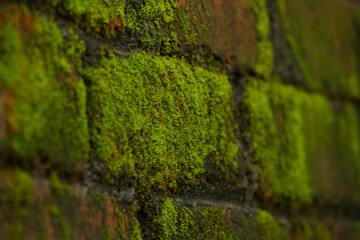 closeup view of moss on brick wall
