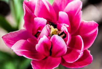 Close-up of blooming pink tulip. Tulip flower with pink-red petals.