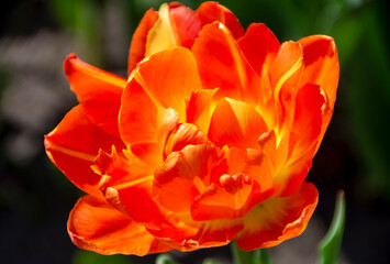 Close-up of blooming orange tulip. Tulip flowers with orange petals.